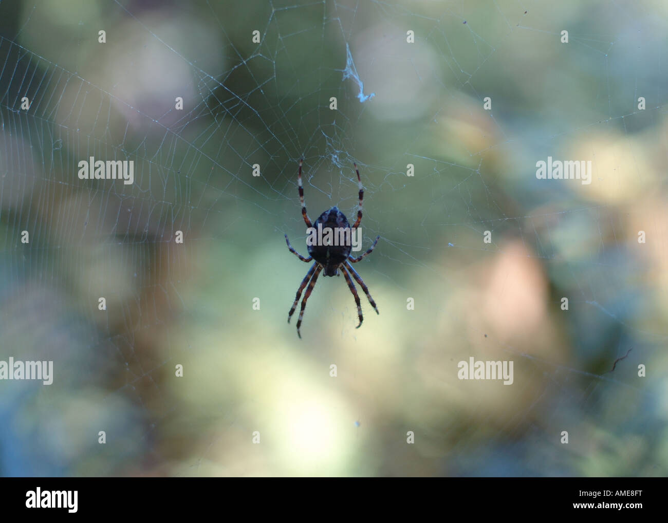 Nahaufnahme der Spinne im Netz. Stockfoto