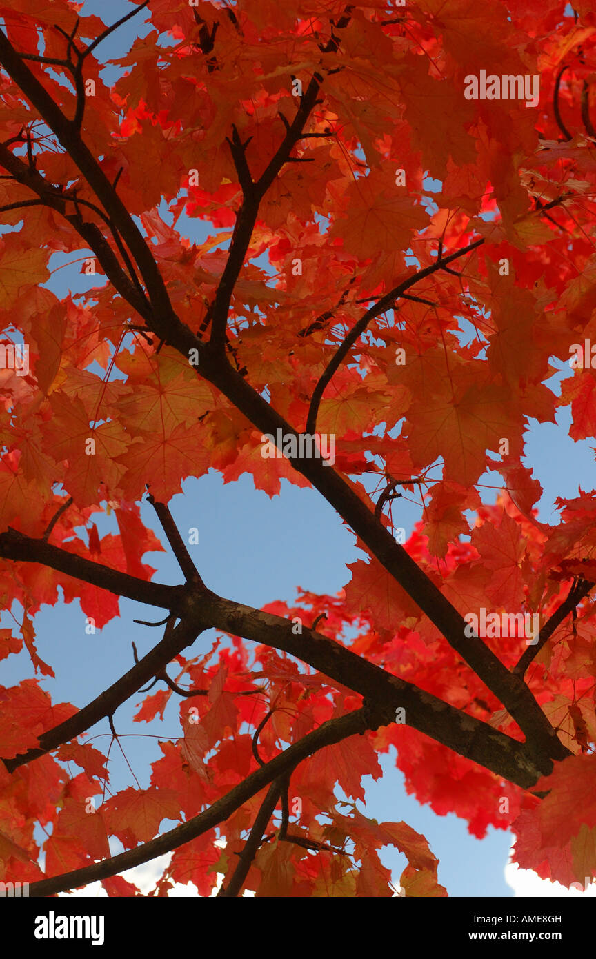 Rot und orange Herbstlaub vor einem Sturz blauen Himmel. Stockfoto