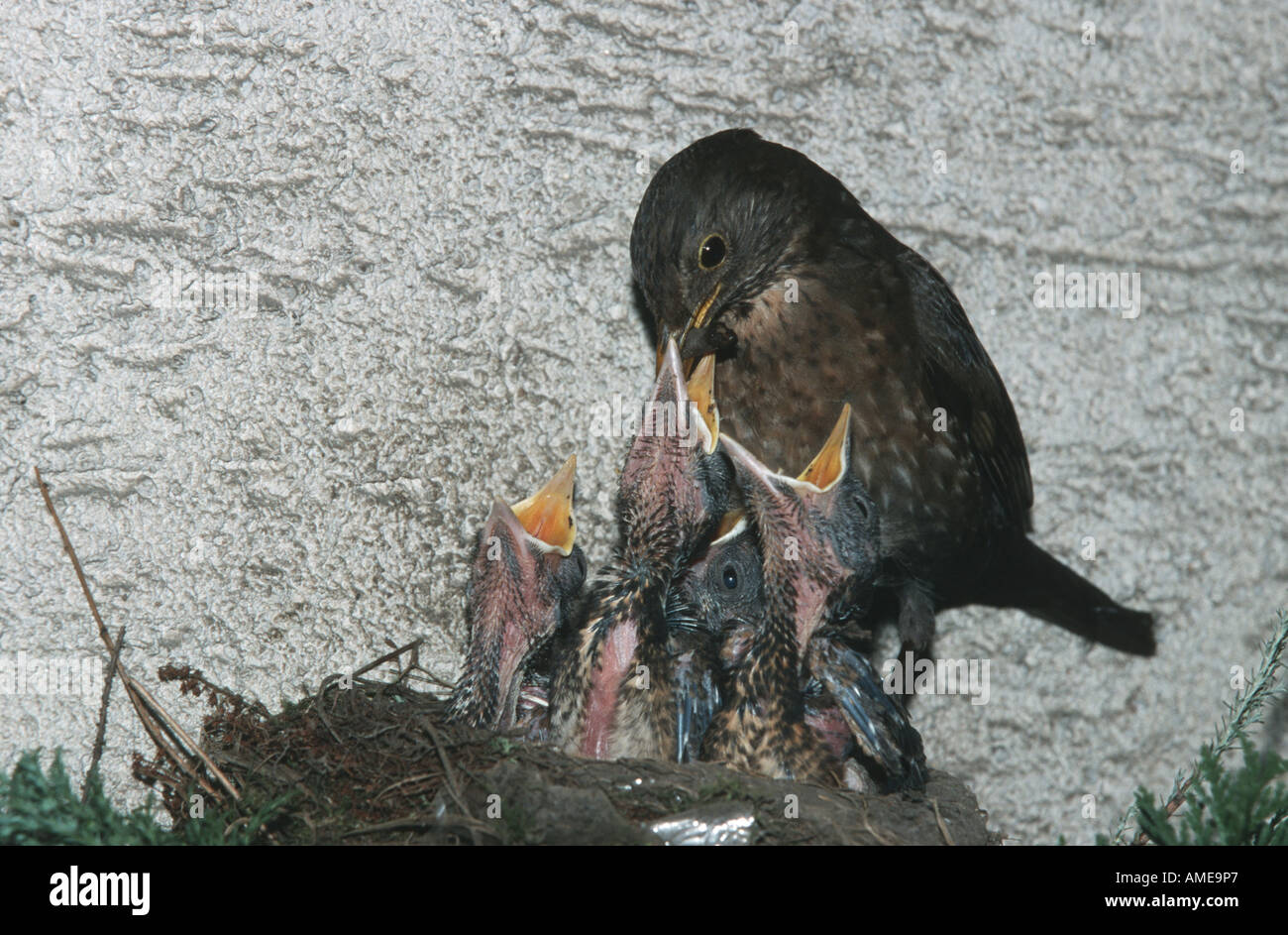 Amsel (Turdus Merula), Eltern-Fütterung Küken, Deutschland, Nordrhein-Westfalen Stockfoto