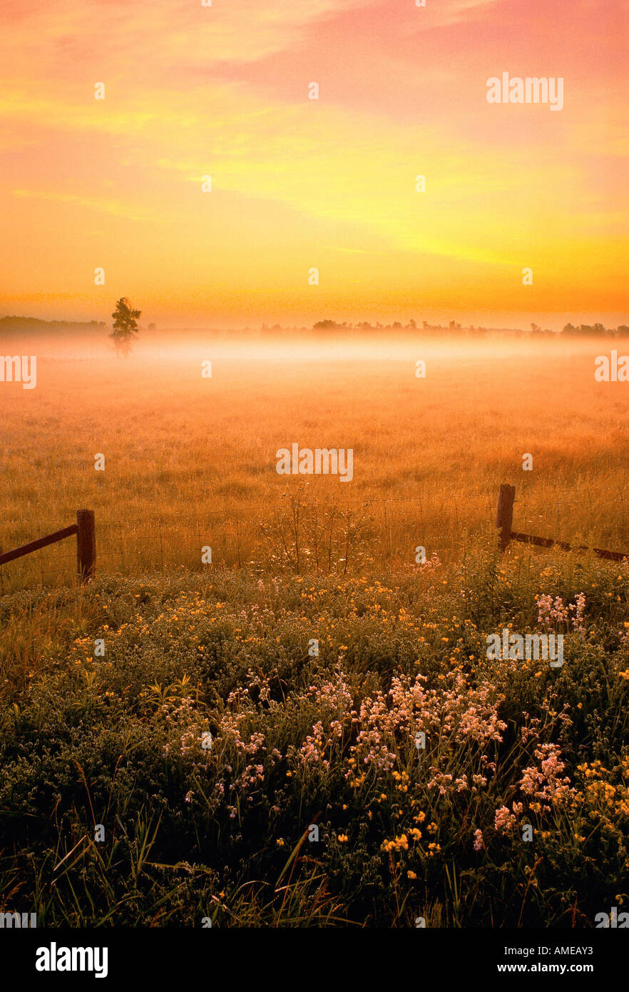 Sonnenaufgang und Nebel über Feld Süd-Ontario, Kanada Stockfoto