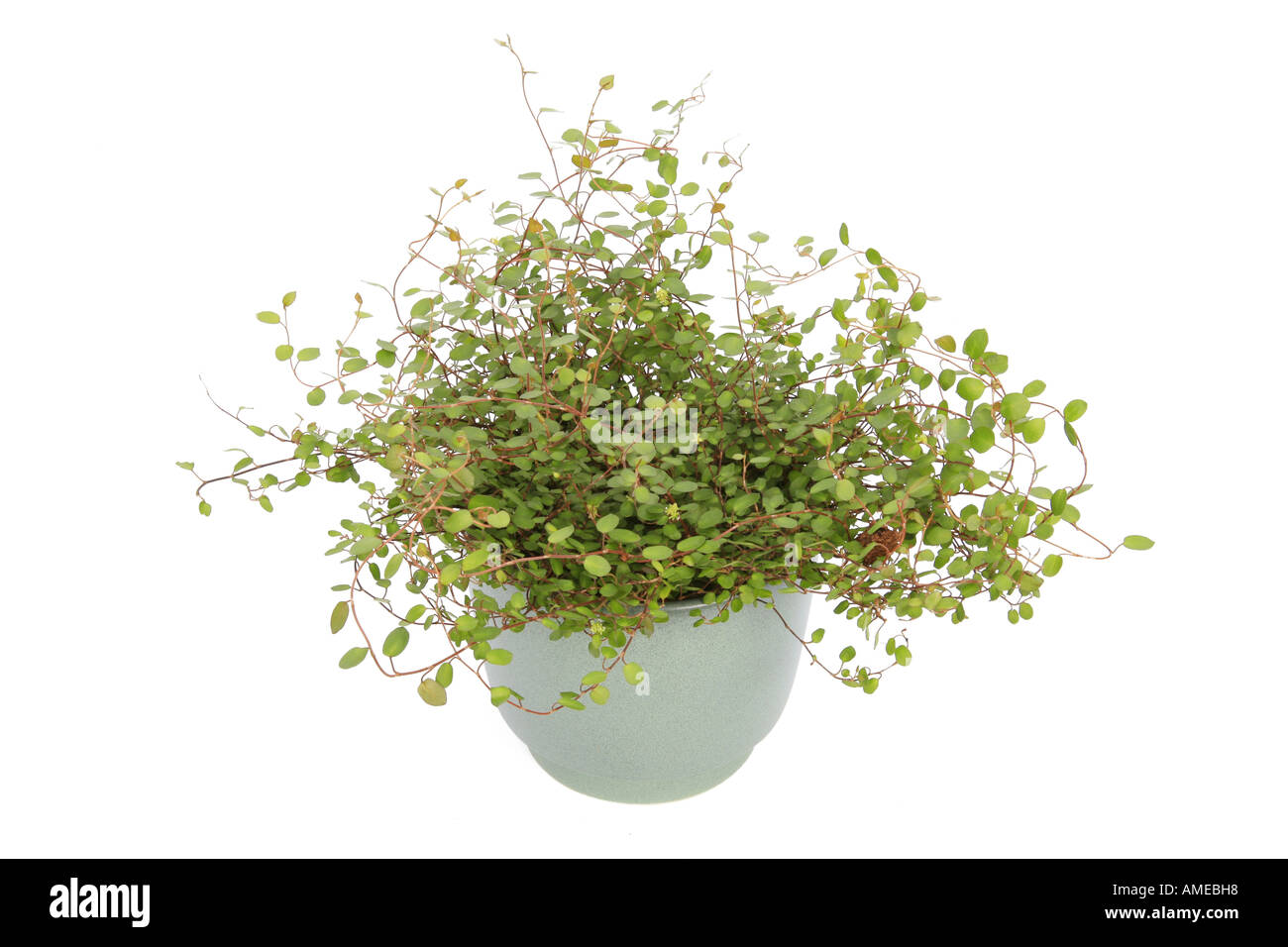 Tausend Reben, Matratze Rebe, Draht-Pflanze (Muehlenbeckia Complexa),  Topfpflanze Stockfotografie - Alamy