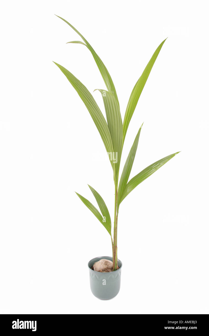 Zimmerpflanzen arecaceae kokosnuss -Fotos und -Bildmaterial in hoher  Auflsung  Alamy