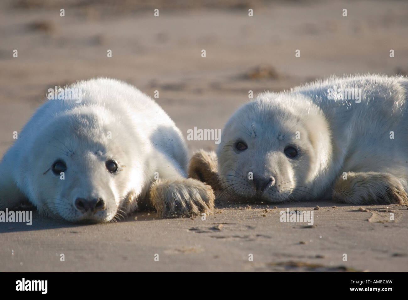 Kegelrobben Welpen, Donna Nook, Lincolnshire, Vereinigtes Königreich. Stockfoto