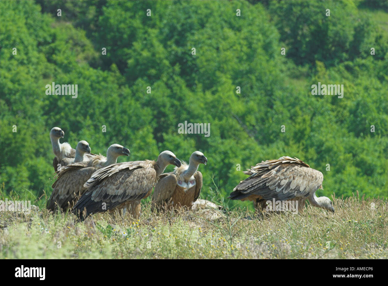 Gänsegeier (abgeschottet Fulvus), sechs Tiere auf dem Boden, Bulgarien Stockfoto