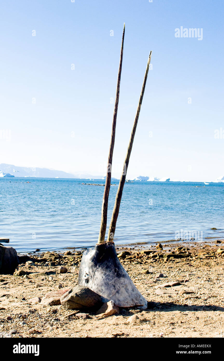 Seltene Doppel Stoßzähnen Narwal am Strand nach traditionell gejagt zu werden angezeigt Stockfoto