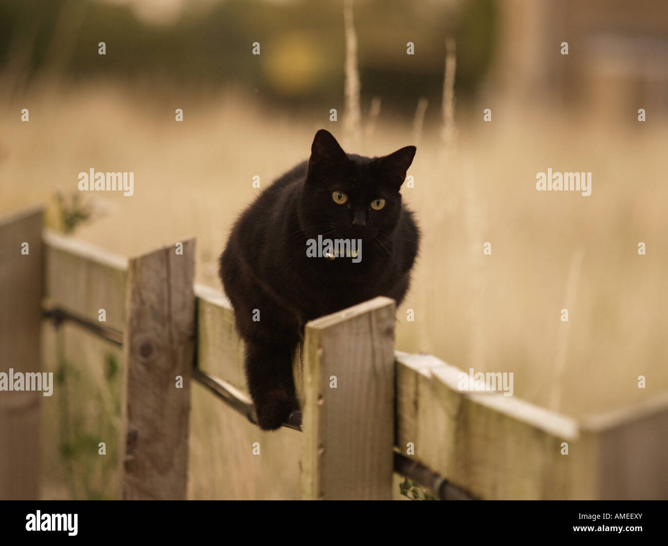 schwarze Katze Stockfoto