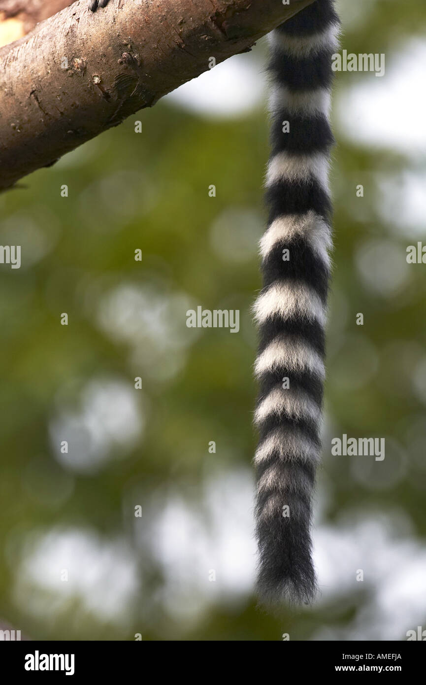 Katta (Lemur Catta), Großaufnahme der Rute Stockfoto