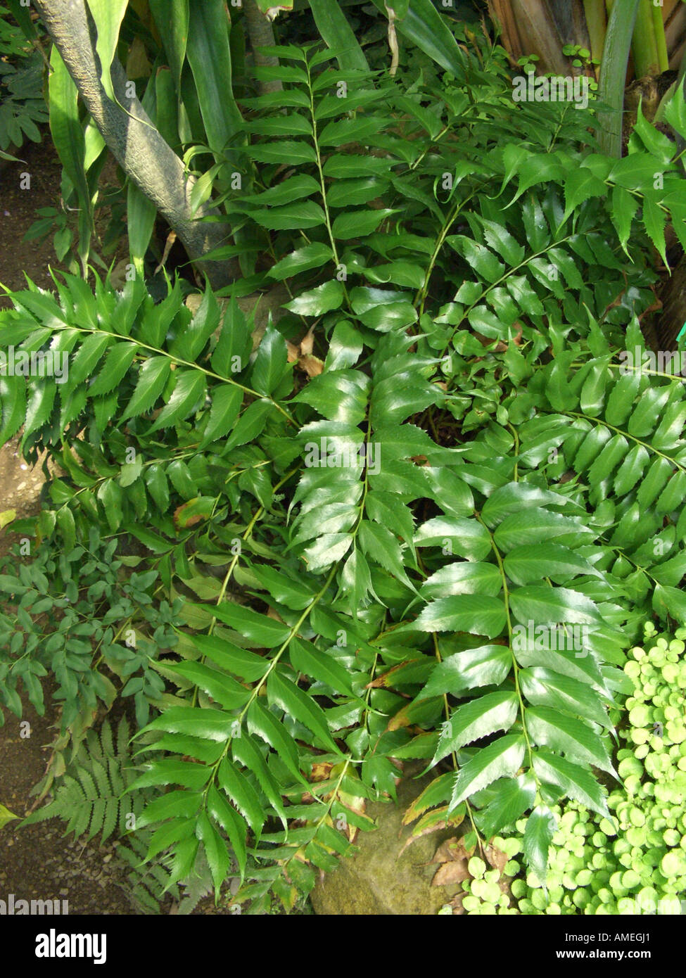 Japanische Stechpalme Farn (Cyrtomium Falcatum, Polysticum Falcatum), Ansicht von oben Stockfoto