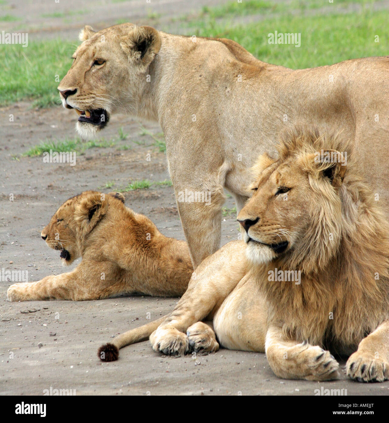 Mutter, Vater mit seiner flauschigen Mähne und Cub zum Entspannen in der Ngorongoro-Krater - auf Safari in Tansania Ostafrika gesehen. Stockfoto Mutter, Vater mit seiner flauschigen Mähne und Cub zum Entspannen in der Ngorongoro-Krater - auf Safari in Tansania Ostafrika gesehen. Stockfoto