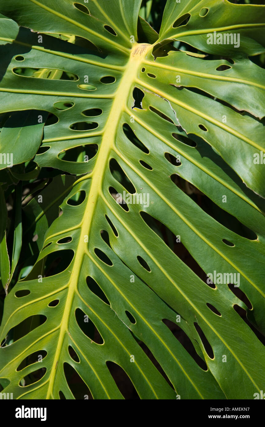 philodendron pink princess plant Shop Variegated Philodendron Pink Princess Mature Plant