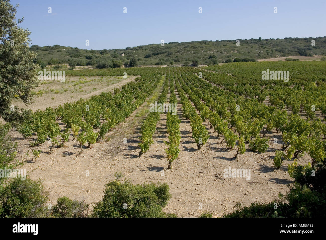 Weinberge in der Nähe Trailles Südfrankreich Stockfoto