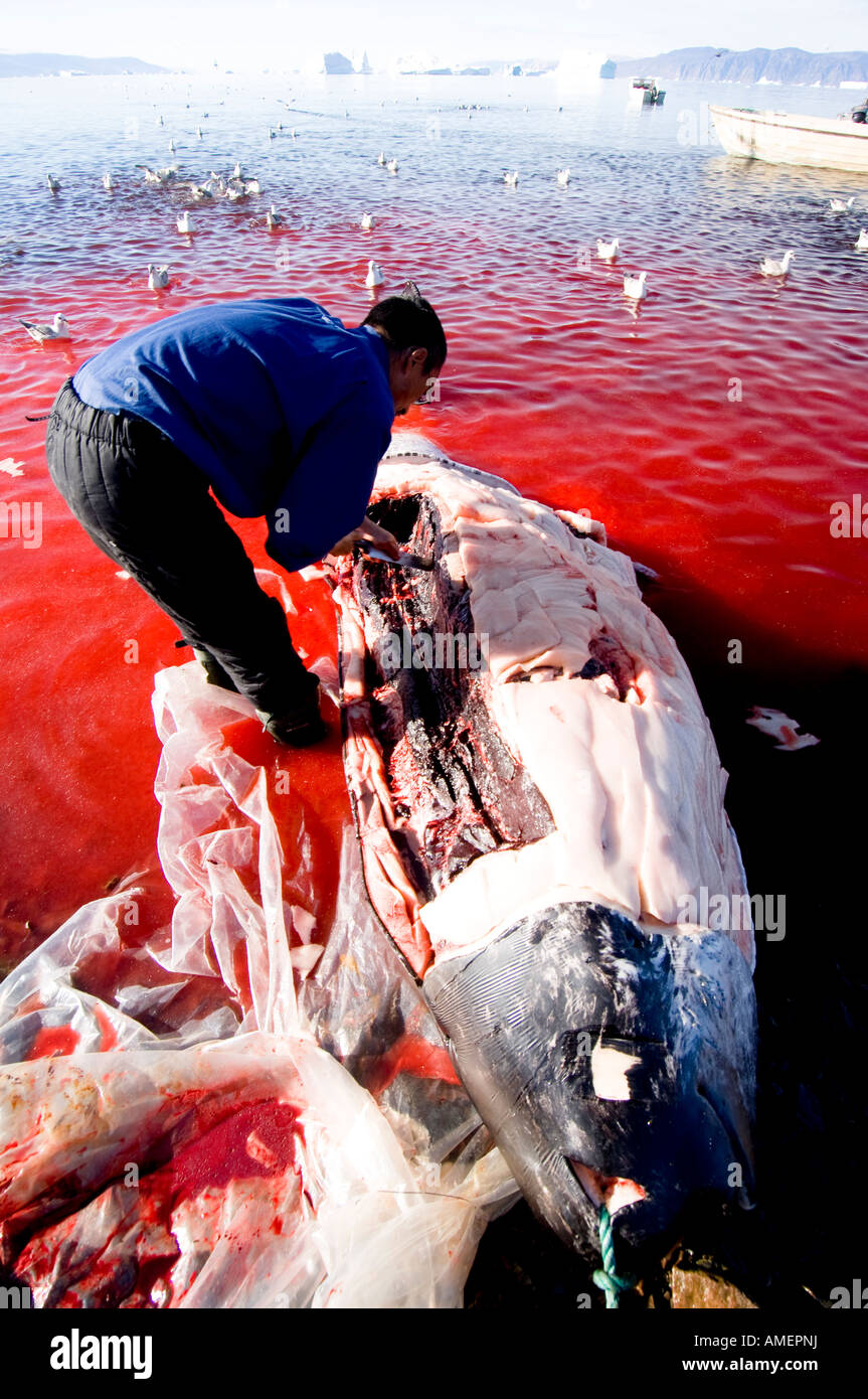 Inuit-Jäger schneidet sich ein Narwal, die er traditionell gefangen hat, Kajak und Harpune, die das Fleisch in der Gemeinschaft geteilt wird Stockfoto