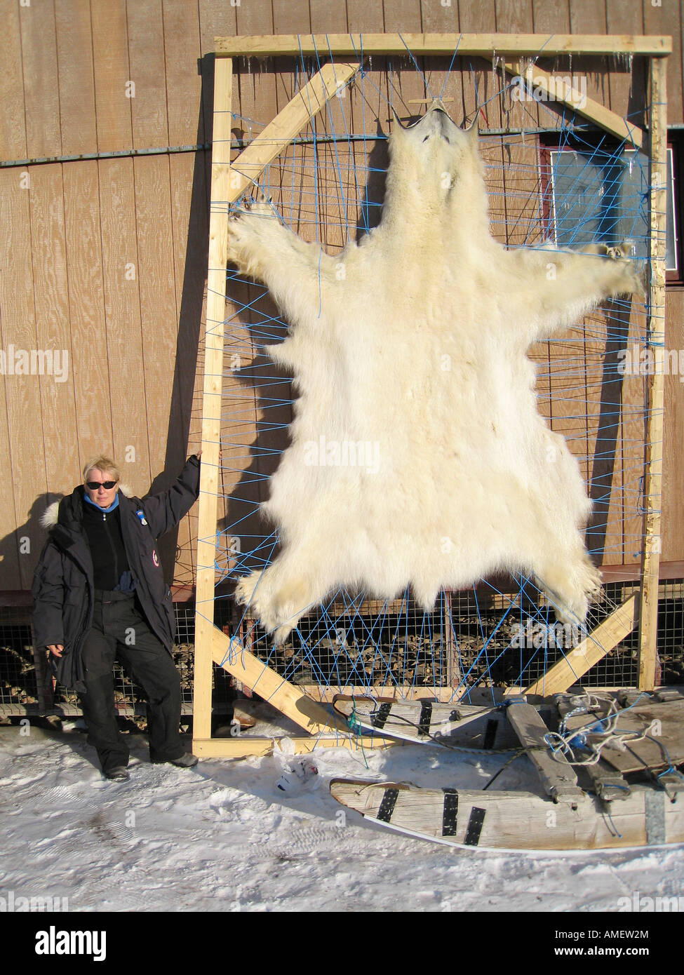 Eisbär-Haut und Fell, für Sport Jagd Trophäe nach Schuss von Sport-Jäger die Tiere über zehn Fuß war gestreckt Stockfoto