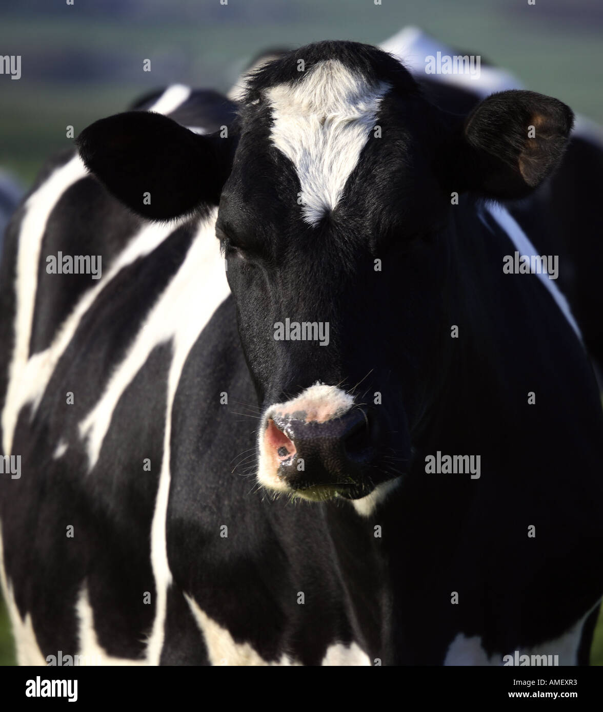 Eine schwarze und weiße Friesen Kuh im Peak District Stockfoto