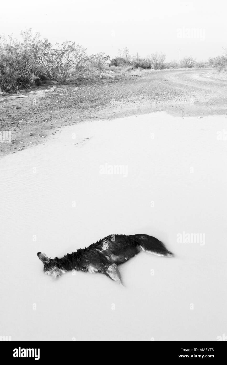 Tot verlassenen Hund in einen schlammigen Pool Teich mit dem Kopf unter Wasser. Gut für Tierschutz Kampagnen. In vertikalen schwarz und w Stockfoto