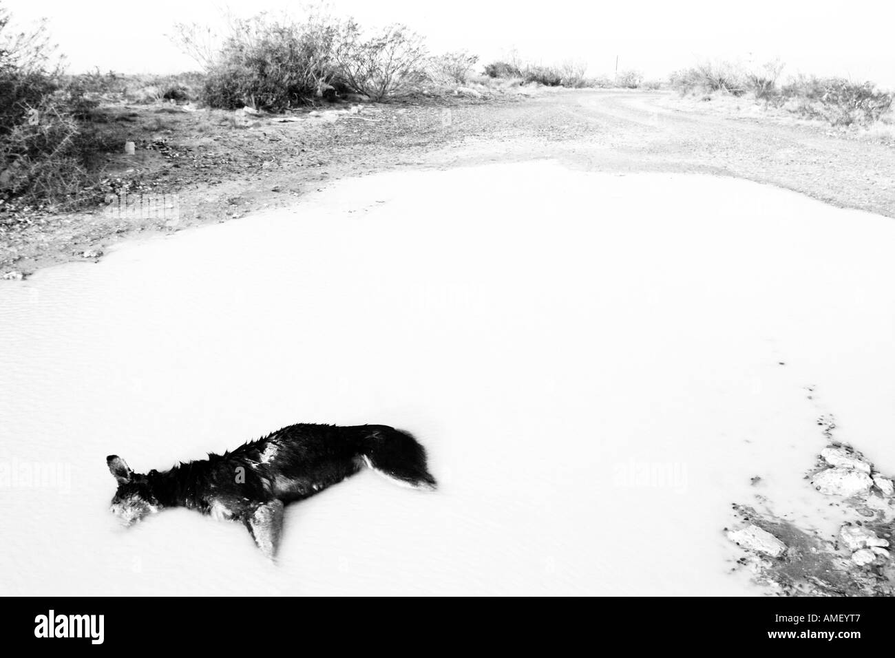 Tot verlassenen Hund in einen schlammigen Pool Teich mit dem Kopf unter Wasser. Gut für Tierschutz Kampagnen. In Horizontal "und" schwarz Stockfoto