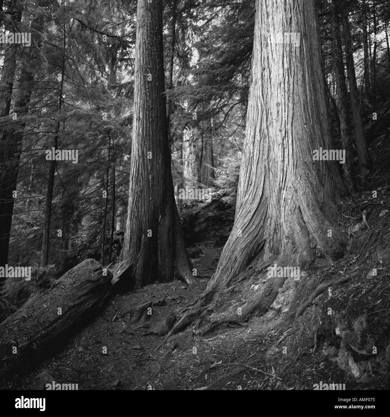 Bäume im kanadischen Wald Stockfoto