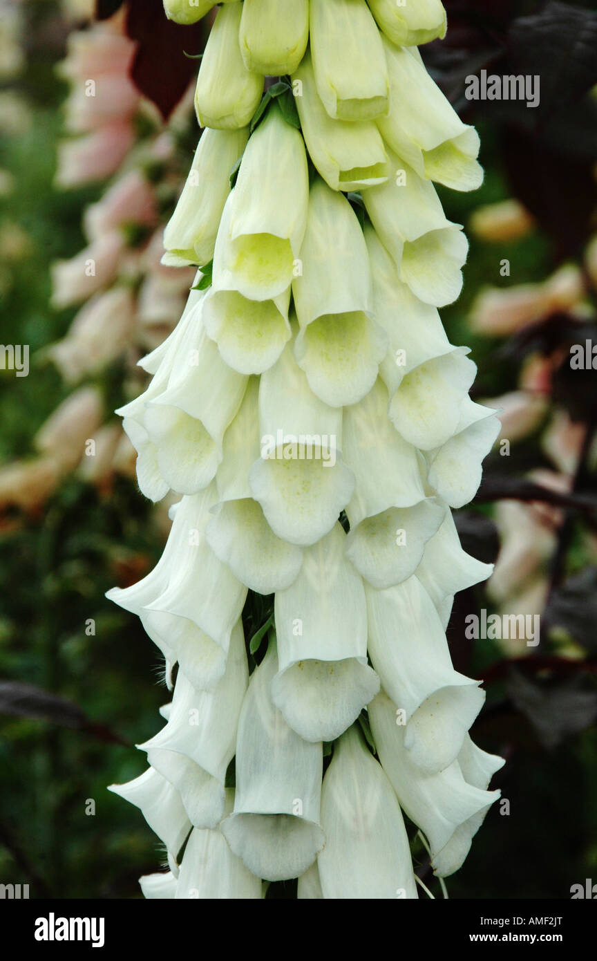 Einzigen Stamm des weißen Fingerhut Blumen Digitalis Purpurea f Alba Stockfoto