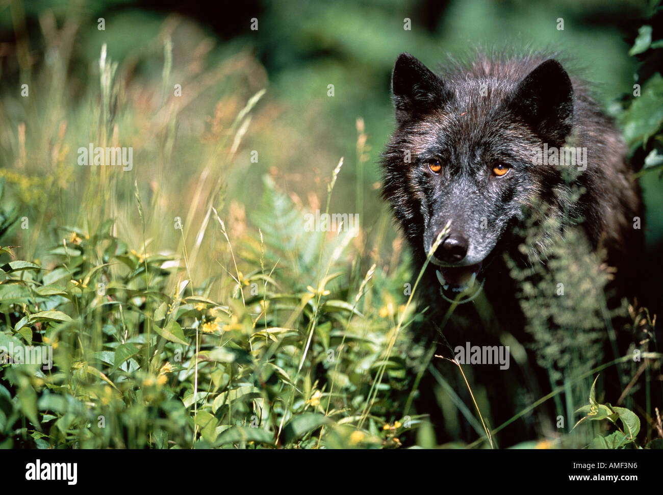 Grauer Wolf im hohen Grass Ontario, Kanada Stockfoto