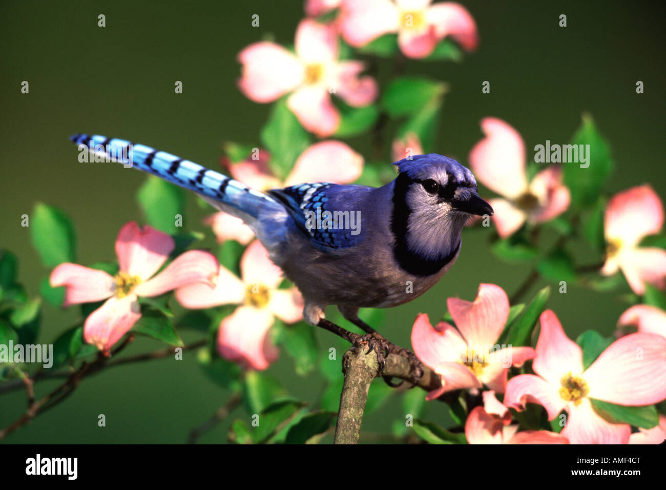 Blue Jay thront im Hartriegel Blüten Stockfoto