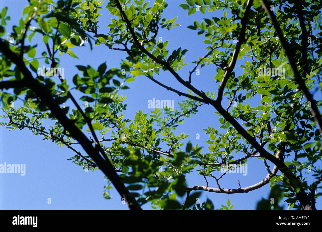Chinesische stachelige Zanthoxylum Simulans Esche Stockfoto
