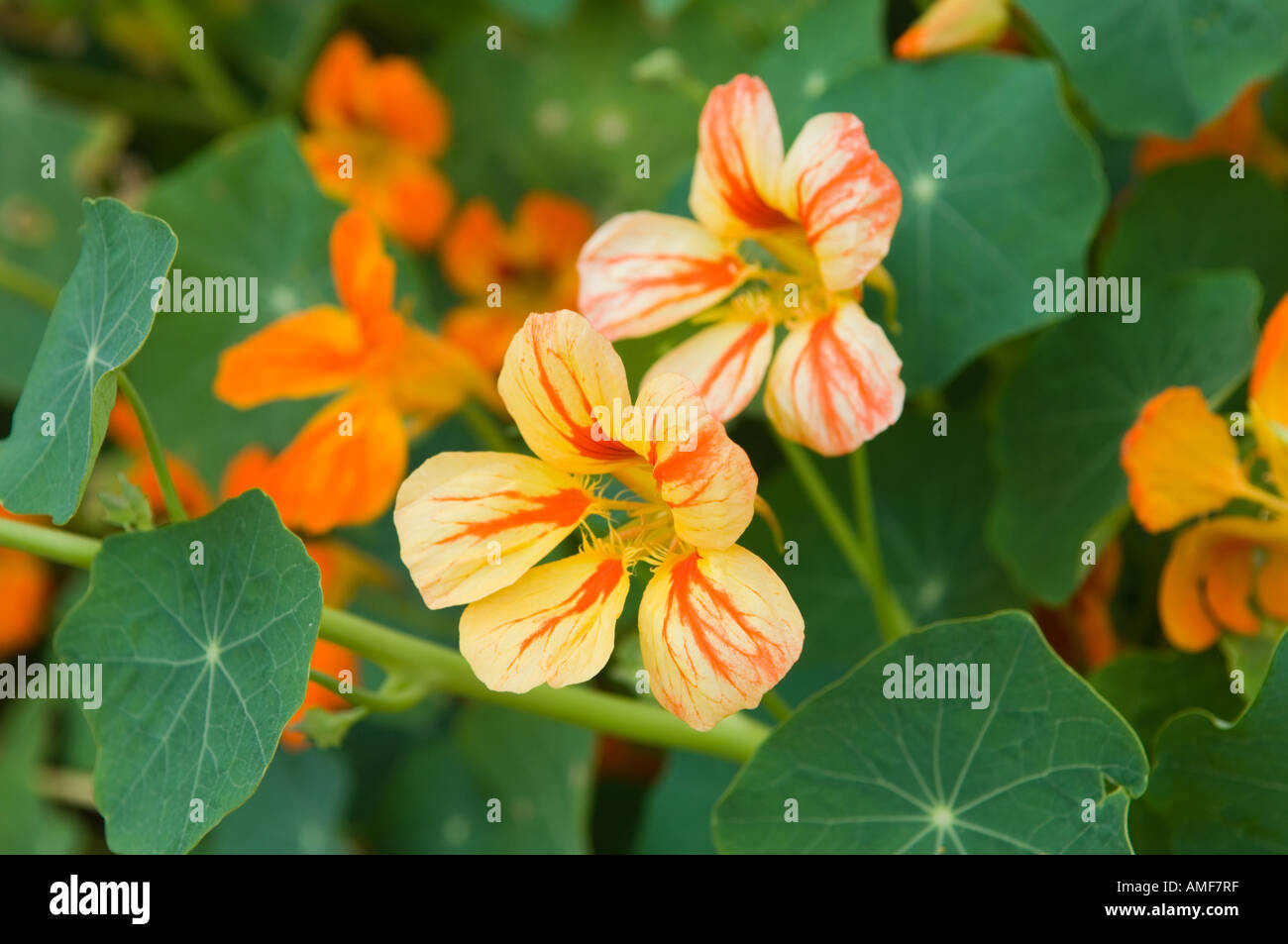 Kapuzinerkresse Tropaeolum Pflanze Wildblumen eingebürgert auf der Insel von La Gomera, Kanarische Inseln Stockfoto