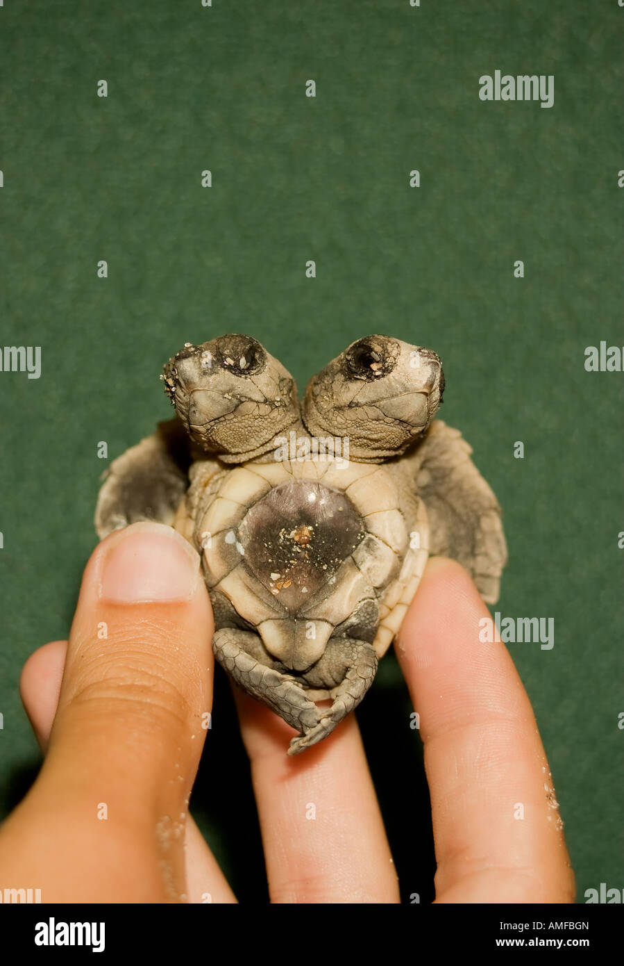 Deformierte Unechte Karettschildkröte Jungtier Caretta caretta Stockfoto