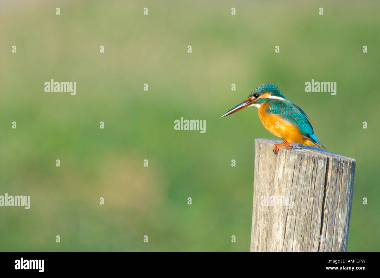 Gemeinsamen Kingfisher Alcedo Atthisin Phetchaburi Thailand Stockfoto