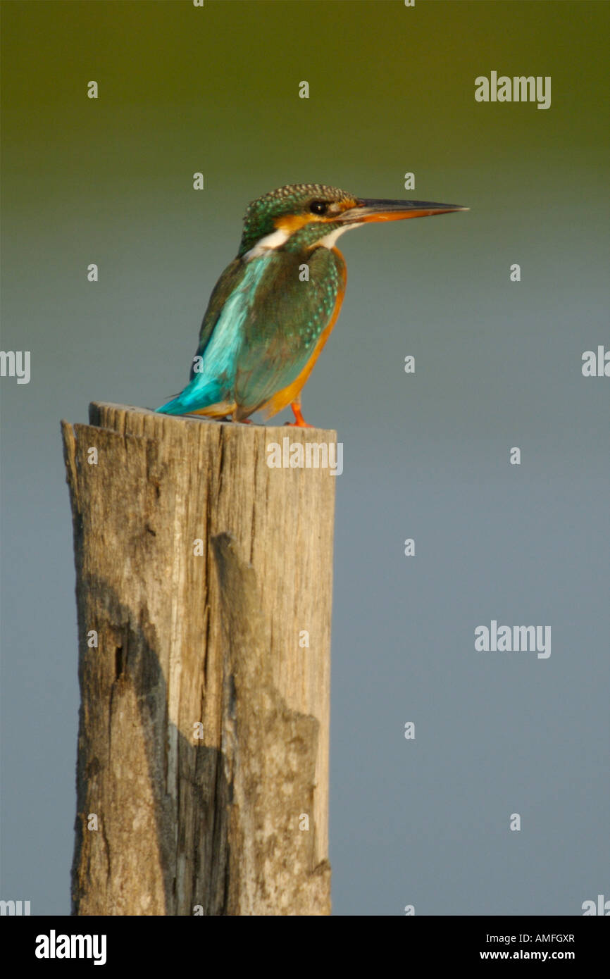 Gemeinsamen Kingfisher Alcedo Atthis in Phetchaburi Thailand Stockfoto