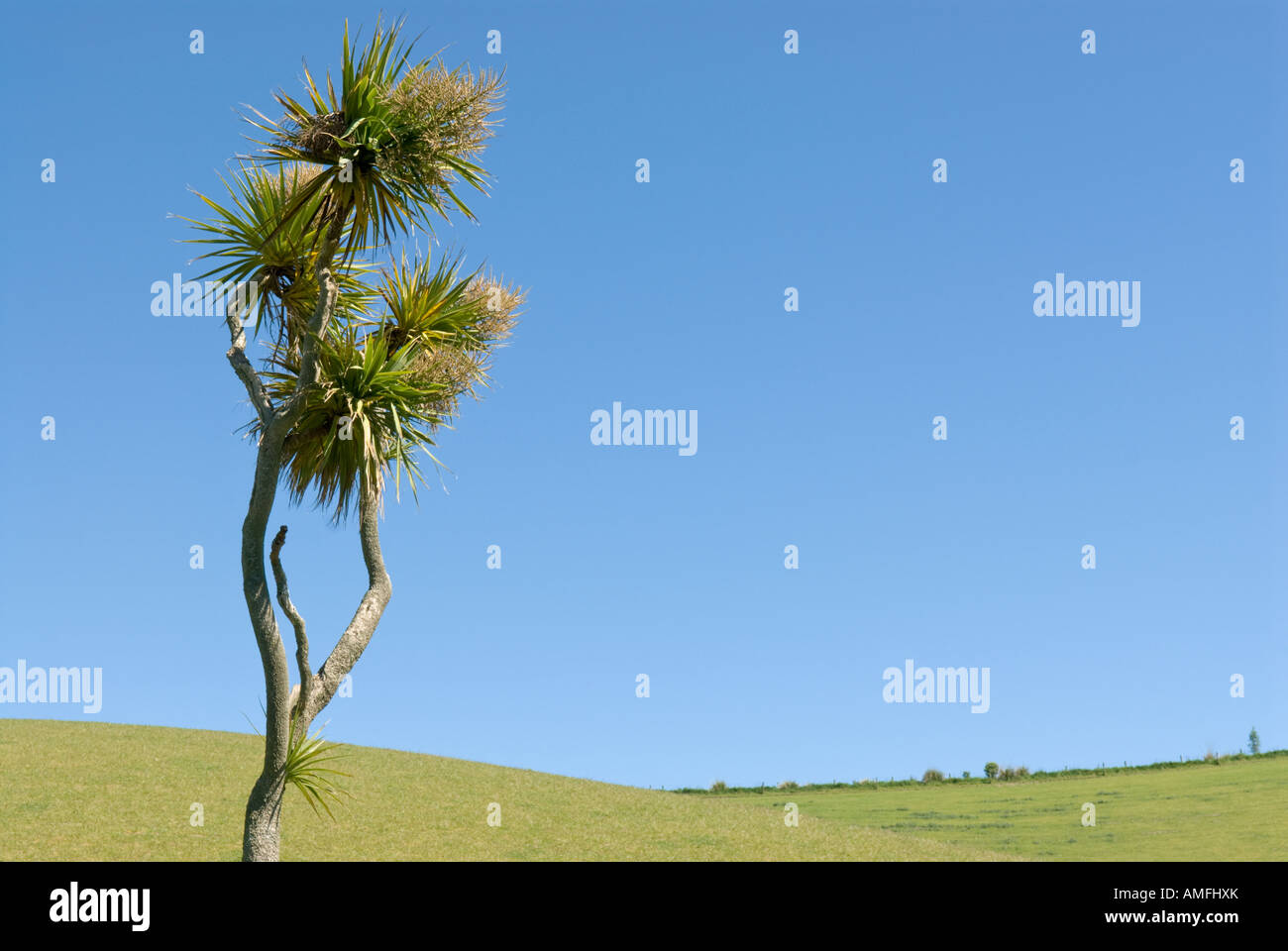 Kohl Baum Cordyline australis Stockfoto