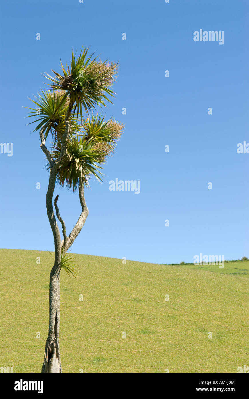 Kohl Baum Cordyline australis Stockfoto
