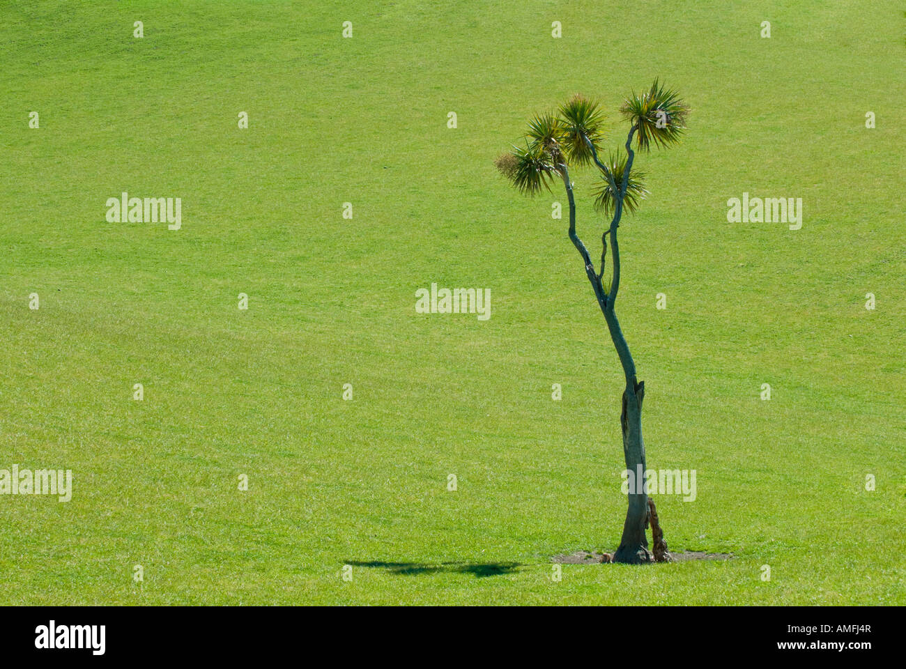 Kohl Baum Cordyline australis Stockfoto