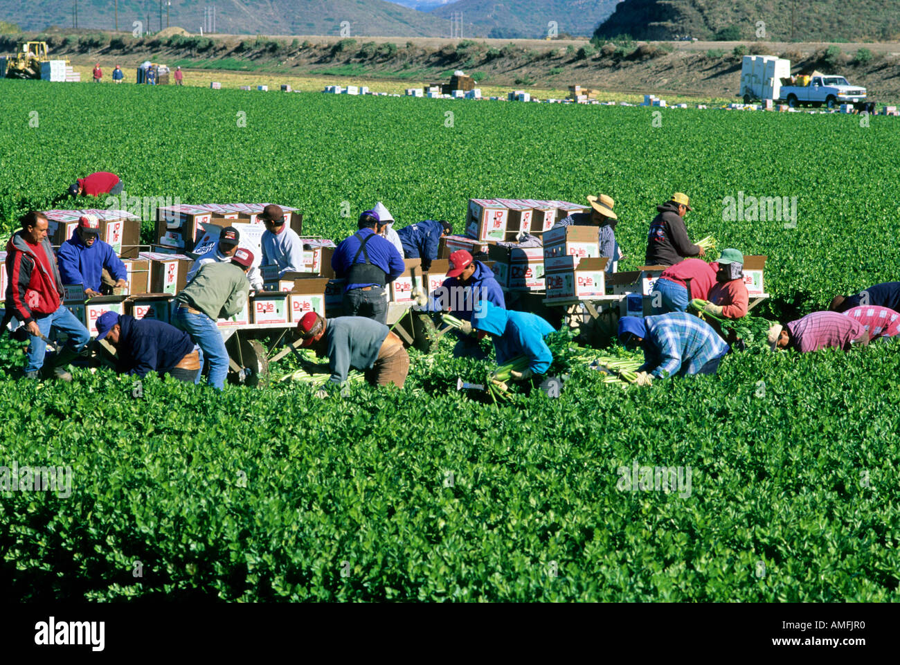 Wanderarbeitnehmer Ernte Sellerie in Oxnard, Kalifornien. Stockfoto