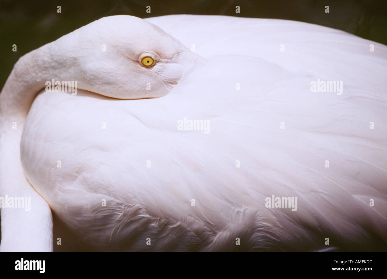 Größere Flamingo Kuala Lumpur Freiflug Vogel Voliere Kuala Lumpur Malaysia Stockfoto