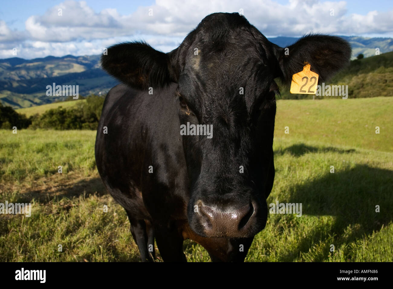 Ein Kreuz gezüchteten Angus Rind Kuh auf einer California ranch Stockfoto