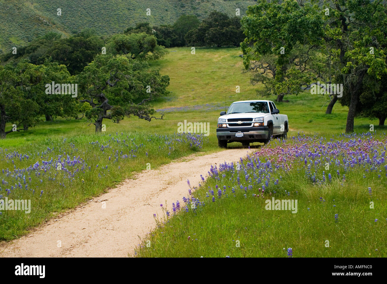 Eine Chevy Pick up Truck fährt durch Wildblumen auf einer Rinderfarm im küstennahen Gebirge Monterey County Kalifornien Stockfoto