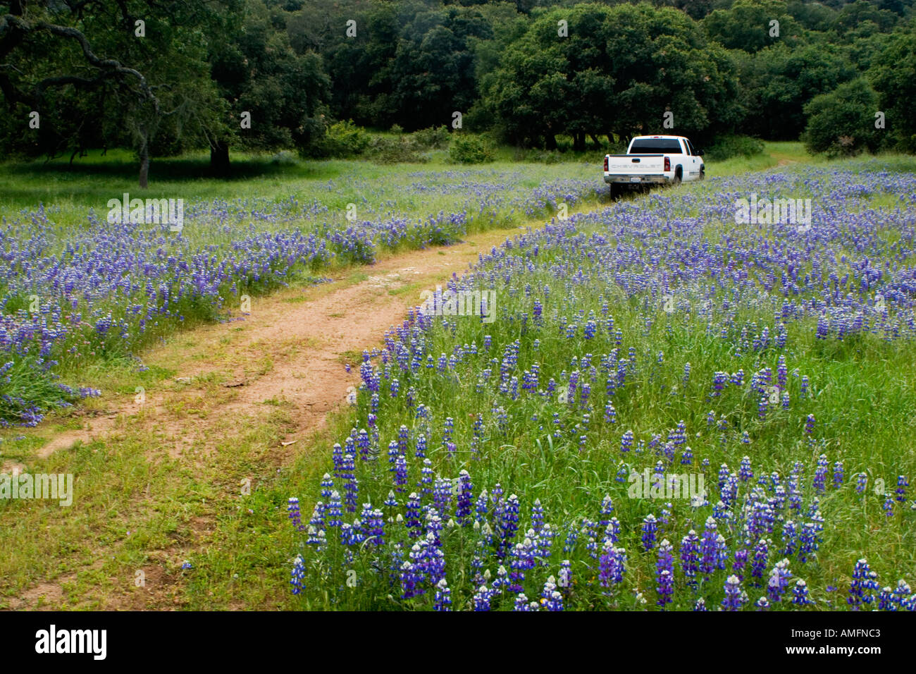 Eine Chevy Pick up Truck fährt durch Wildblumen auf einer Rinderfarm im küstennahen Gebirge Monterey County Kalifornien Stockfoto