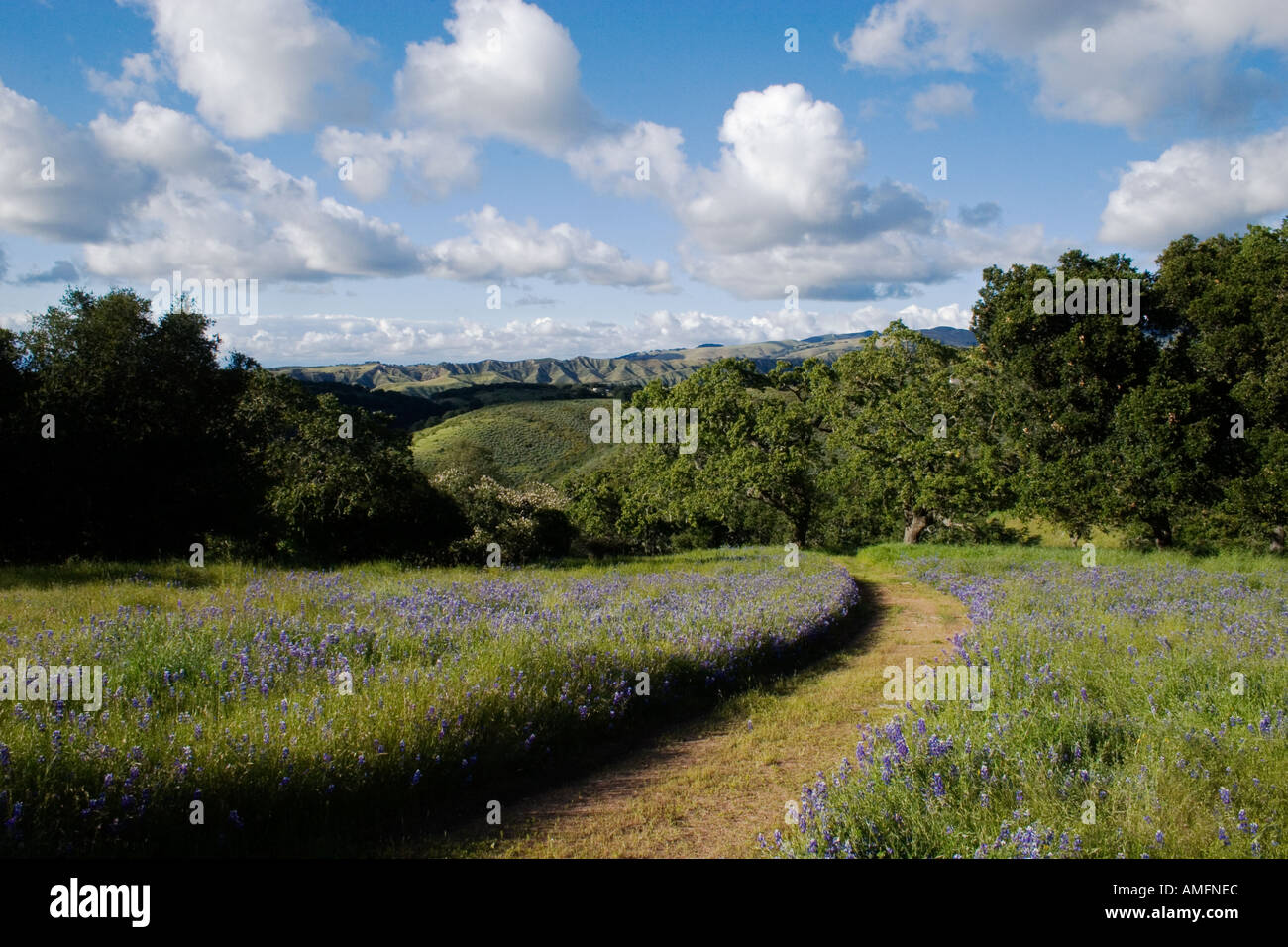 Himmel Lupine Lupinus Nanus Linie einen Feldweg auf einer Rinderfarm im küstennahen Gebirge Kalifornien Stockfoto