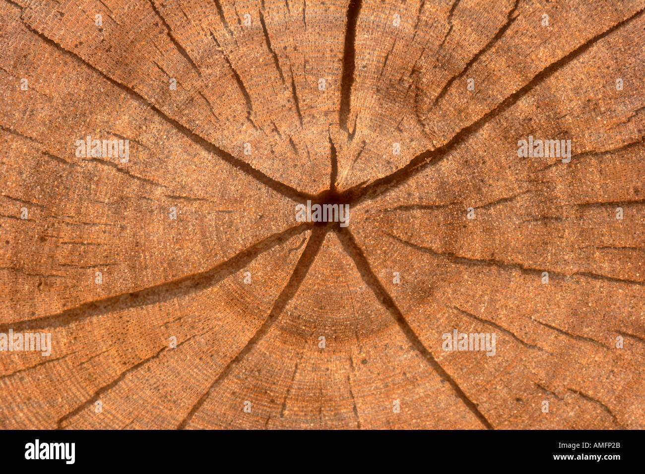 Horizontale Nahaufnahme von Alter Ringe auf Baum Stockfoto