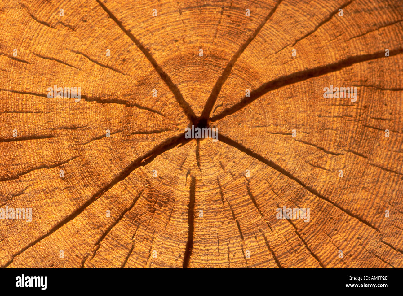 Horizontale Nahaufnahme von Alter Ringe auf Baum Stockfoto