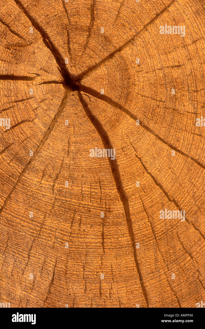 Vertikale Nahaufnahme von Alter Ringe auf Baum Stockfoto