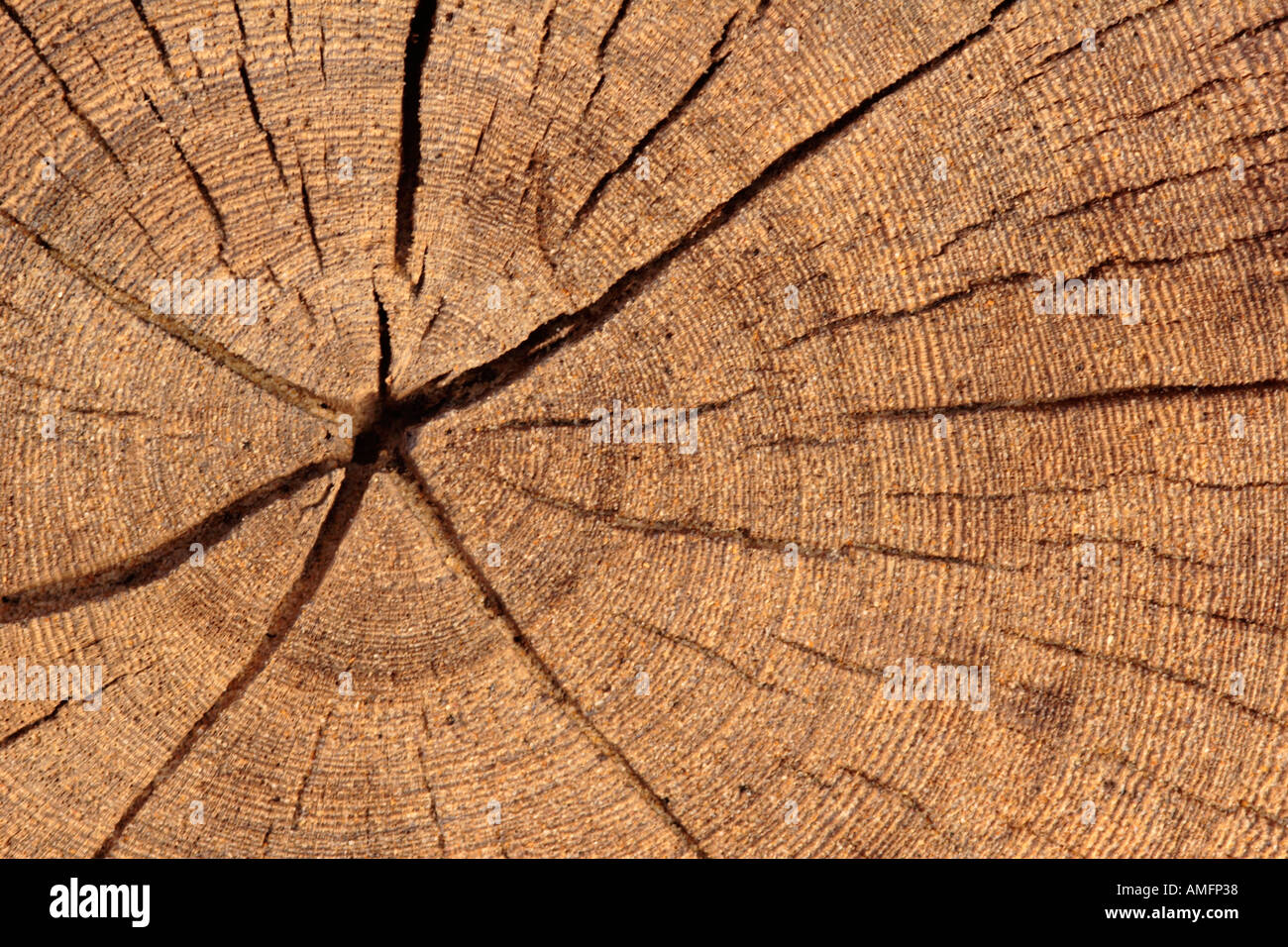 Horizontale Nahaufnahme von Alter Ringe auf Baum Stockfoto