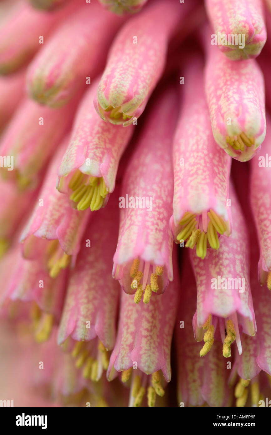 Vertikale Nahaufnahme der Blüten von rosa Wald Lily Veltheimia Bracteata Stockfoto