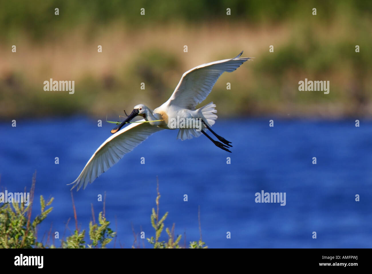 Löffler (Platalea Leucorodia) Stockfoto