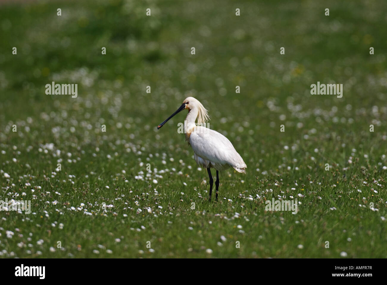 Löffler (Platalea Leucorodia) Stockfoto