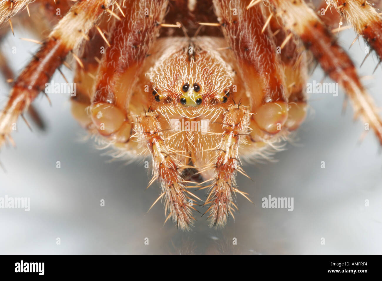 Extreme Nahaufnahme des Gesichts eine Kreuzspinne oder Cross-Spinne - Araneus diadematus Stockfoto