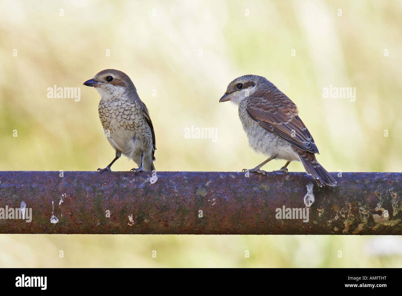 Neuntöter (Lanius Collurio), Weibchen Fütter Jungvogel Stockfoto