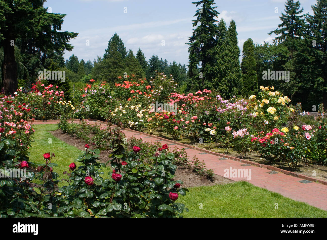Das Portland Rose Garden Auch Bekannt Als International Rose Test