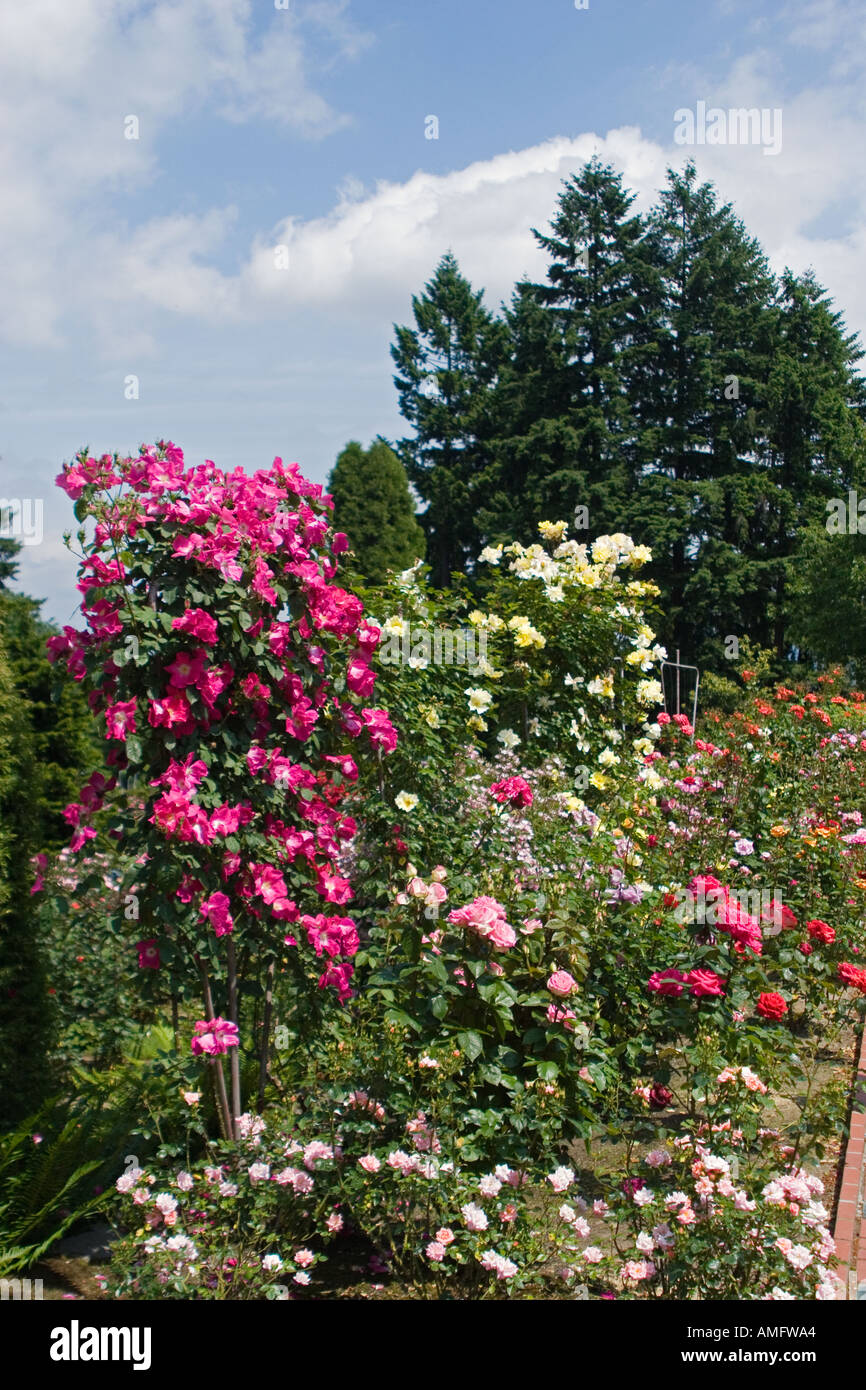 Das Portland Rose Garden auch bekannt als INTERNATIONAL ROSE TEST GARDEN hat mehr als 8 000 stieg Pflanzen PORTLAND OREGON Stockfoto