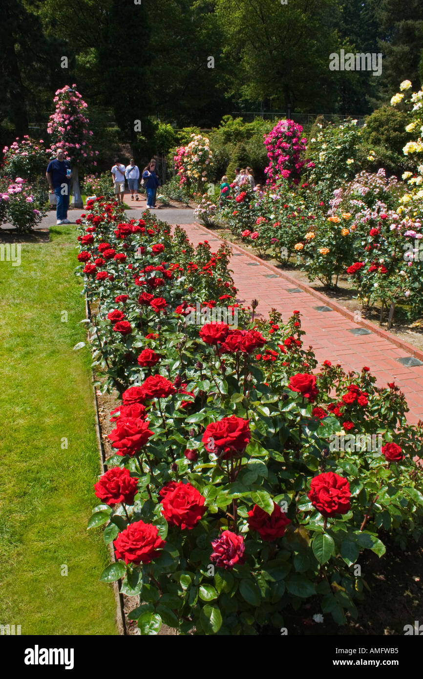 Das Portland Rose Garden Auch Bekannt Als International Rose Test